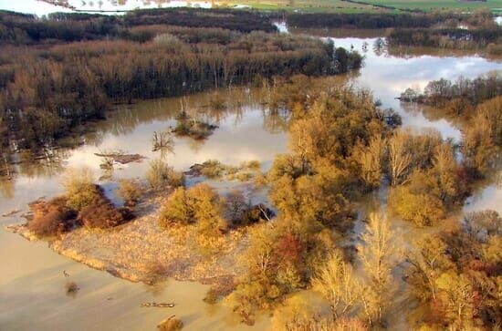 Fluss ohne Grenzen – Auenwildnis an der March