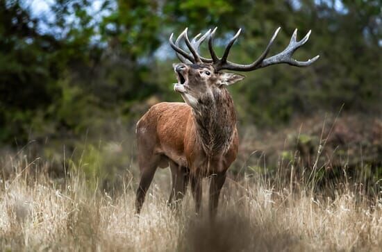 Der Hirsch – Stolzer König des Waldes