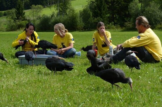 Der Punkvogel kehrt zurück