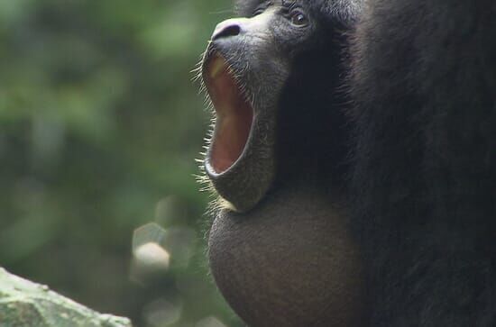 Anna und die wilden Tiere