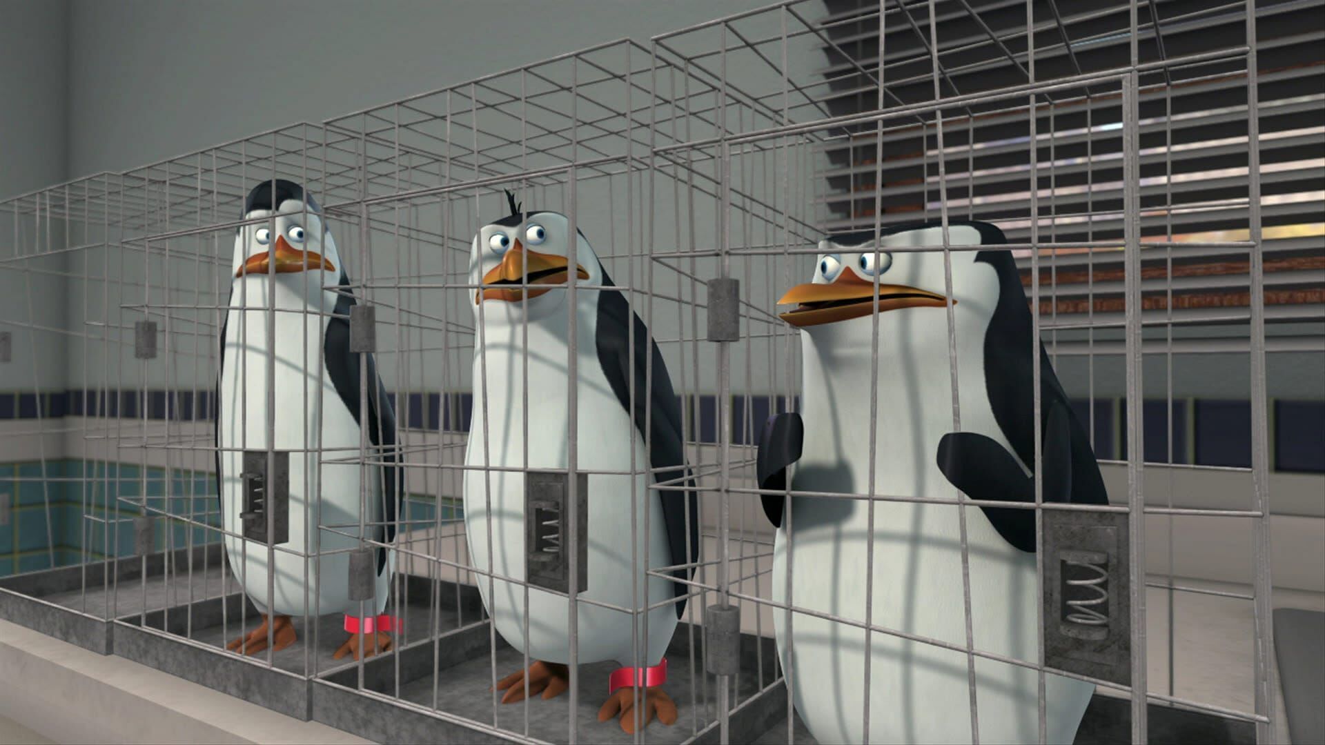 Pinguinii din Madagascar Sezonul 1 Episodul 10